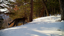 Amur leopard (Panthera pardus orientalis) walking through snowy forest, urinating on patch of snow and walking on, Land of the Leopard National Park, Russian Far East. Critically endangered. Taken wit...