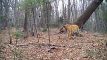 Siberian tiger (Panthera tigris altaica) male walking past tree in forest, smelling it briefly, spraying it and leaving frame, Land of the Leopard National Park, Russian Far East. Endangered. Taken wi...