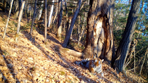 Siberian tiger (Panthera tigris altaica) displaying Flehmen Response and rolling in leaves in front of scent marked tree in forest, Land of the Leopard National Park, Russian Far East. Endangered. Tak...