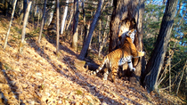 Siberian tiger (Panthera tigris altaica) grabbing tree in forest with paw and rubbing against it, before laying down and displaying Flehmen Response, Land of the Leopard National Park, Russian Far Eas...