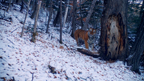 Siberian tiger (Panthera tigris altaica) smelling tree in snowy forest before yawning, Land of the Leopard National Park, Russian Far East. Endangered. Taken with trail camera.