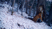 Siberian tiger (Panthera tigris altaica) rubbing against tree in snowy forest and walking off, Land of the Leopard National Park, Russian Far East. Endangered. Taken with trail camera.