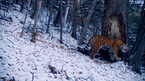 Siberian tiger (Panthera tigris altaica) approaching tree in snowy forest, smelling it and rubbing against it to leave scent, Land of the Leopard National Park, Russian Far East. Endangered. Taken wit...