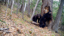 Brown bears (Ursus arctos) smelling tree before one scratches against it to leave scent, Land of the Leopard National Park, Russian Far East. Taken with trail camera.