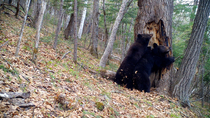 Brown bears (Ursus arctos) scratching against tree to leave scent, Land of the Leopard National Park, Russian Far East. Taken with trail camera.