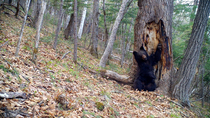 Brown bear (Ursus arctos) scratching against tree to leave scent before walking off and leaving frame, Land of the Leopard National Park, Russian Far East. Taken with trail camera.