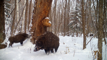 Ussuri wild boar (Sus scrofa ussuricus) herd walking through snowy forest and sniffing base of large tree before leaving frame, Land of the Leopard National Park, Russian Far East. Taken with trail ca...