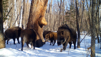 Ussuri wild boar (Sus scrofa ussuricus) herd smelling tree before walking off, with one boar stopping to scratch against thin tree, Land of the Leopard National Park, Russian Far East. Taken with trai...