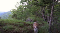 Amur leopard (Panthera pardus orientalis) walking along edge of forest and smelling air, Land of the Leopard National Park, Russian Far East. Critically endangered. Remote camera.