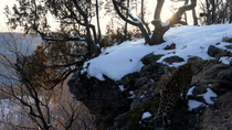 Amur leopard (Panthera pardus orientalis) entering frame, climbing up slope and walking next to snowy outcrop before leaving frame, Land of the Leopard National Park, Russian Far East. Critically enda...