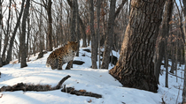 Amur leopard (Panthera pardus orientalis) walking through snowy forest, scent marking ground and then leaving frame, Land of the Leopard National Park, Russian Far East. Critically endangered. Remote...