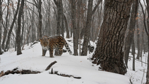 Amur leopard (Panthera pardus orientalis) walking through snowy forest, spraying ground and then leaving frame, Land of the Leopard National Park, Russian Far East. Critically endangered. Remote camer...
