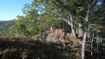 Sika deer (Cervus nippon) stag entering frame, smelling trees  on edge of forest by cliff, before running away after being spooked and leaving frame, Land of the Leopard National Park, Russian far eas...