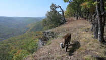 Amur leopard (Panthera pardus orientalis) entering frame and walking along edge of forest, Land of the Leopard National Park, Russian Far East. Critically endangered. Remote camera.