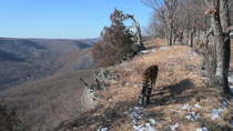Amur leopard (Panthera pardus orientalis) entering frame, walking along the edge of forest, squatting and scent marking ground before walking off, Land of the Leopard National Park, Russian Far East....