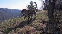 Amur leopard (Panthera pardus orientalis) walking at edge of forest, stopping and turning around before continuing and leaving frame, Land of the Leopard National Park, Russian Far East. Critically en...
