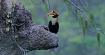 Great hornbill (Buceros bicornis) male enters frame and lands on edge of nest hole with a Fig fruit in its beak. Then the animal feeds the fruit to the female sitting on the nest, inside the tree. He...