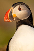 RF - Atlantic puffin (Fratercula arctica) portrait, Hornoya bird cliff Island, Vardoe, Varanger Peninsula, Finnmark, Norway. June. (This image may be licensed either as rights managed or royalty free....