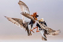 RF - Two Ruffs (Philomachus pugnax) male, fighting at lek site, Varanger Peninsula, Finnmark, Norway. June. (This image may be licensed either as rights managed or royalty free.)