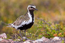 RF - European golden plover (Pluvialis apricaria) portrait, Varanger Peninsula, Finnmark, Norway. June. (This image may be licensed either as rights managed or royalty free.)