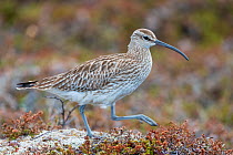 RF - Whimbrel (Numenius phaeopus) portrait, Varanger Peninsula, Finnmark, Norway. June. (This image may be licensed either as rights managed or royalty free.)