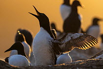 Atlantic guillemot (Uria aalge) calling and flapping wings at sunset with colony in background, Hornoya bird cliff island, Varanger Peninsula, Finnmark, Norway. June.