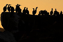Shags (Phalacrocorax aristotelis) flock perched on cliff top at sunset, Hornoya bird cliff island, Varanger Peninsula, Finnmark, Norway. June.