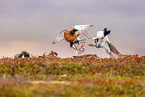 Two Ruff (Philomachus pugnax) males, fighting at lek site with females in background, Varanger Peninsula, Finnmark, Norway. June.