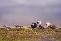 Three Ruff (Philomachus pugnax) males displaying on lek, with two females walking by, Varanger Peninsula, Finnmark, Norway. June.