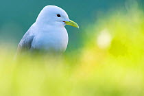 Kittiwake (Rissa tridactyla) portrait, Varanger Peninsula, Finnmark, Norway. June.