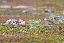 Whimbrel (Numenius phaeopus) standing on stony ground, Varanger Peninsula, Finnmark, Norway. June.