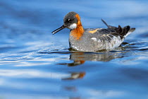 Red-necked phalarope (Phalaropus lobatus) on water, Varanger Peninsula, Finnmark, Norway.