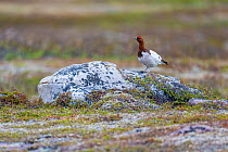 Willow ptarmigan grouse (Lagopus lagopus) standing on a rock, Varanger Peninsula, Finnmark, Norway. November.