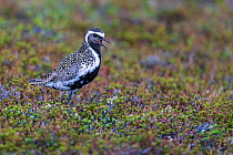 European golden plover (Pluvialis apricaria) calling, Varanger Peninsula, Finnmark, Norway. June.