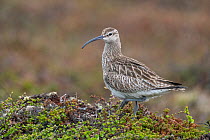 Whimbrel (Numenius phaeopus) portrait, Varanger Peninsula, Finnmark, Norway. June.