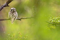 Northern hawk owl (Surnia ulula) perched on branch, Varanger Peninsula, Finnmark, Norway. June.