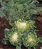 Three harvested 'Amadeus' Cauliflowers (Brassica oleracea botrytis) placed beside plant in field, Lincolnshire, UK.