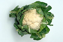 Cauliflower (Brassica oleracea botrytis) bought cut and trimmed from supermarket, UK.