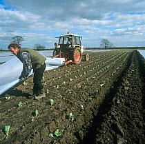 Farmer covering Cauliflower (Brassica oleracea botrytis) seedlings with polythene, Lincolnshire, UK, April.