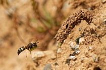 Spiny mason wasp (Odynerus spinipes) adult female flying to the ornate mud chimney protecting her nest burrow entrance with a Weevil grub (Hypera sp.) she has paralysed to act as food for her larvae,...
