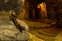 Strinati's cave salamander (Speleomantes strinatii) resting on stone wall at night, in a little old town in western Liguria, Italy. November. Italian Biodiversity & Conservation (IBC) Photo Award...