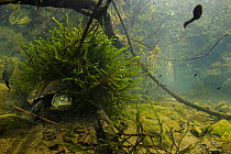 European pond terrapin (Emys orbicularis galloitalica) female, hiding among Water mosses (Fontinalis sp.) on stream bed, with Common toad (Bufo bufo) tadpole swimming by, Viterbo, Italy. May. Italian Biodiversity & Conservation (IBC) Photo Awards 2023 Winner - Microworlds Category.
