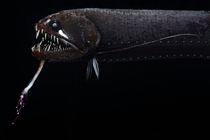 Threadfin dragonfish (Echiostoma barbatum) portrait, showing a short bioluminescent barbel present beneath the lower jaw and a large triangular luminous organ positioned under the eye. A row of light...