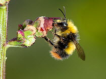 Early bumblebee (Bombus pratorum) feeding on nectar from Water figwort (Scrophularia auriculata) flower, UK.