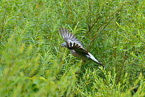 Woodpigeon (Columba palumbus) flying to nest in willow thicket whilst carrying twig for nesting material, Roxburghshire, Scottish Borders, Scotland, UK, July.