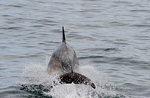 Tail of Bottlenose Dolphin (Tursiops truncatus) out of water as it breaches, Wales, Cardigan Bay, May.