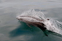 Bottlenose dolphin (Tursiops truncatus) surfacing, Cardigan Bay, Wales, Irish Sea, May.