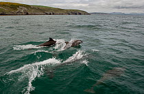 Bottlenose dolphin (Tursiops truncatus) pod surfacing and swimming under water's surface, with Llyn Peninsula behind, Abersoch, Gwynedd, Wales, UK, Cardigan Bay, May.