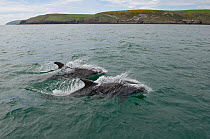 Bottlenose dolphins (Tursiops truncatus) surfacing, Abersoch, Gwynedd, Wales, UK, Cardigan Bay, May.