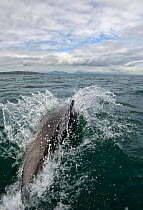 Bottlenose dolphin (Tursiops truncatus) surfacing with Llyn Peninsula behind, Abersoch, Gwynedd, Cardigan Bay, May.